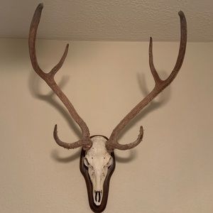 Axis European Skull Mount